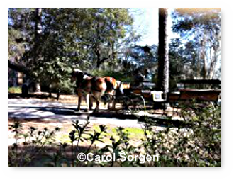 Charleston Horse and Carriage